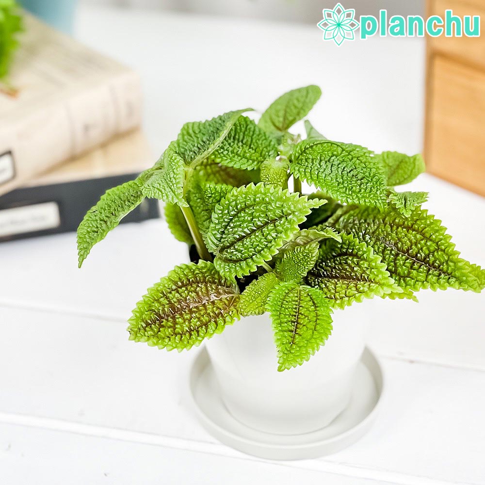 PLANCHU 観葉植物 ピレア ムーンバレー 3.5号鉢 受け皿付き 育て方説明書付き Pilea mollis ‘Moon Valley’