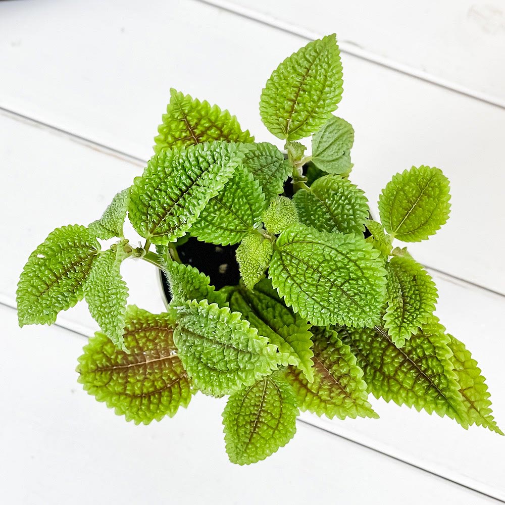 PLANCHU 観葉植物 ピレア ムーンバレー 3.5号鉢 3鉢セット 受け皿付き 育て方説明書付き Pilea mollis ‘Moon Valley’