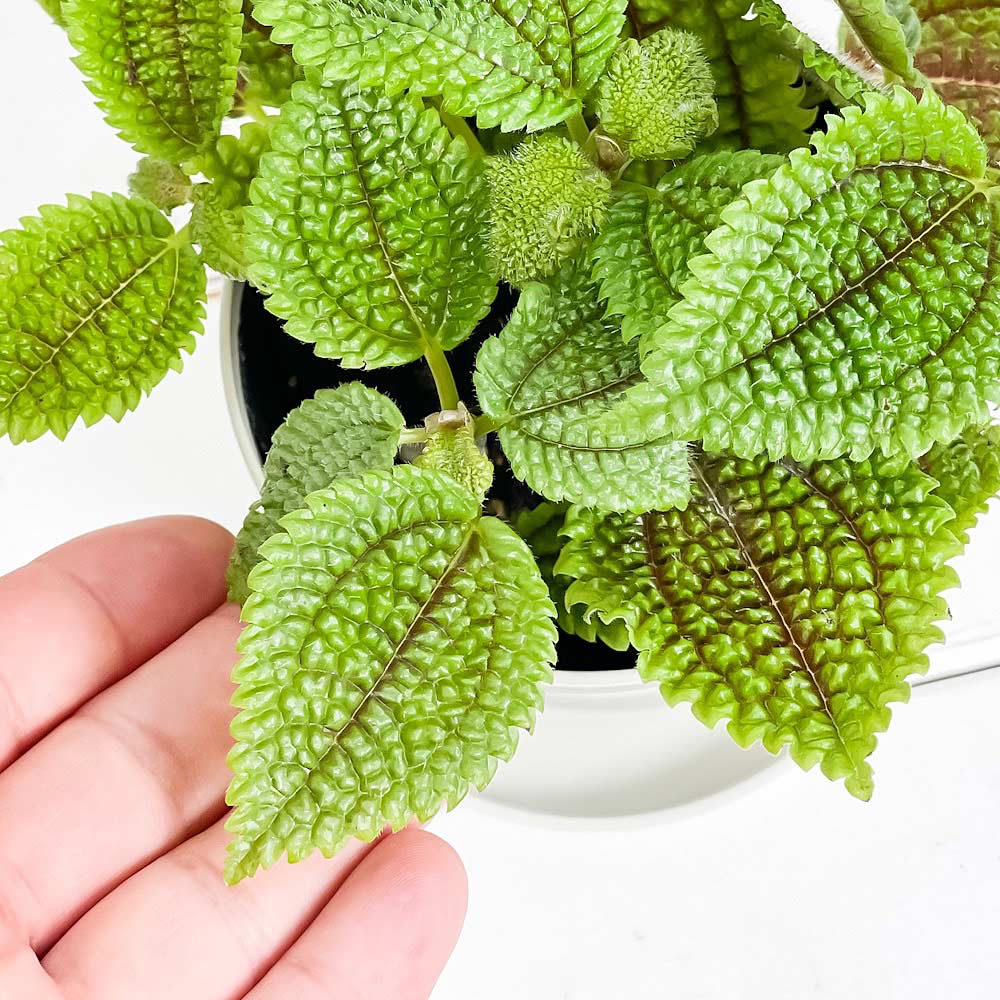 PLANCHU 観葉植物 ピレア ムーンバレー 3.5号鉢 3鉢セット 受け皿付き 育て方説明書付き Pilea mollis ‘Moon Valley’