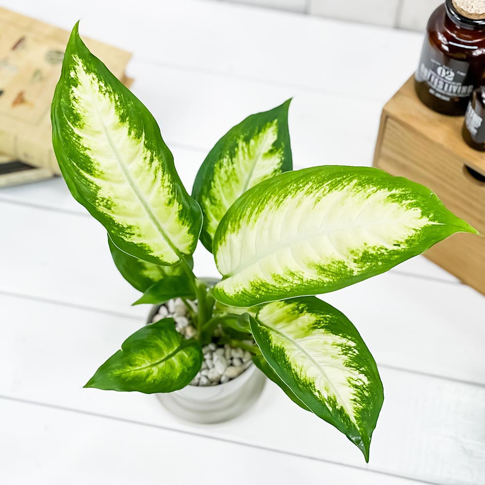 PLANCHU 観葉植物 ディフェンバキア カミーラ 3.5号鉢 受け皿付き 育て方説明書付き Dieffenbachia ‘Camille’ アロイド