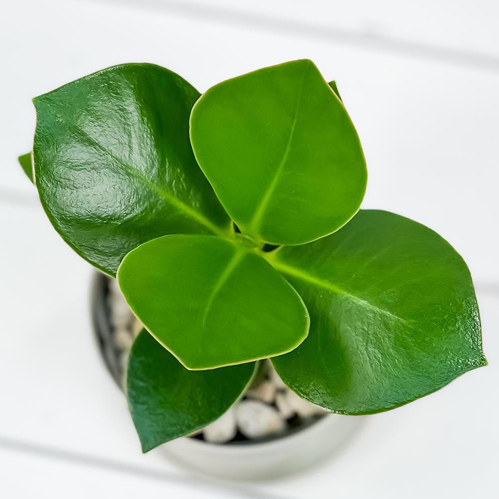 PLANCHU 観葉植物 クルシア ロゼア 3.5号鉢 受け皿付き 育て方説明書付き Clusia rosea