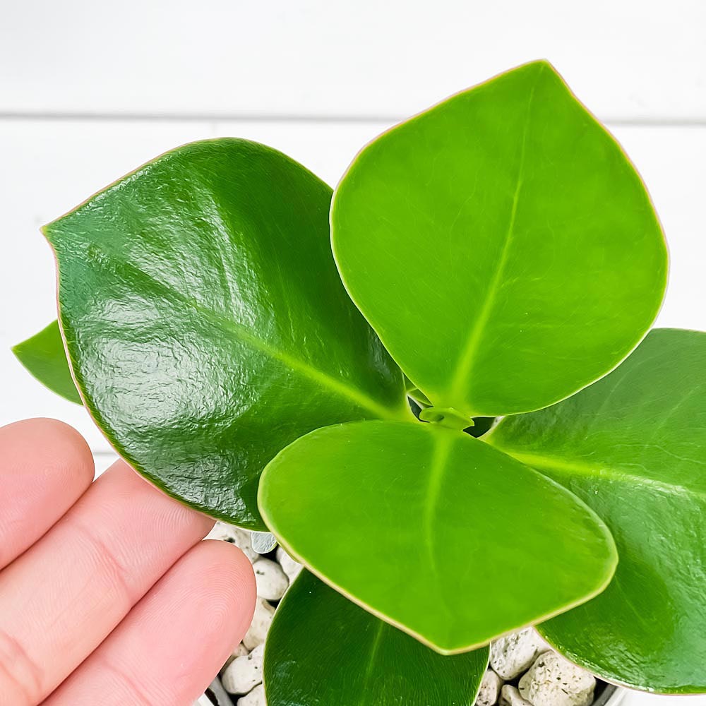 PLANCHU 観葉植物 クルシア ロゼア 3.5号鉢 受け皿付き 育て方説明書付き Clusia rosea