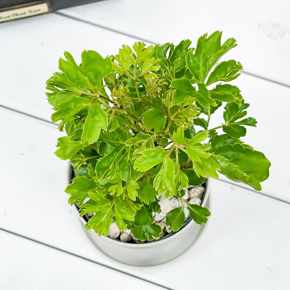 PLANCHU 観葉植物 ポリシャス バタフライ 3.5号鉢 受け皿付き 育て方説明書付き Polyscias cv.