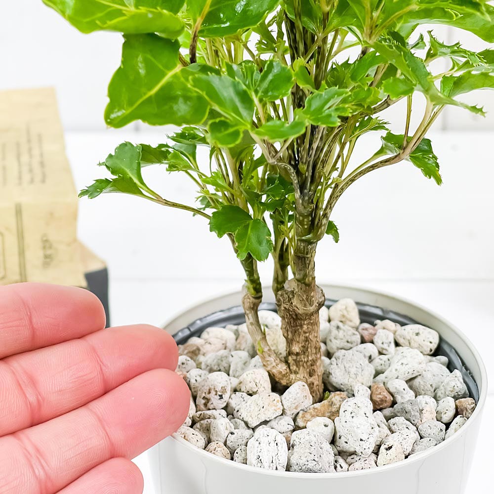PLANCHU 観葉植物 ポリシャス バタフライ 3.5号鉢 受け皿付き 育て方説明書付き Polyscias cv.