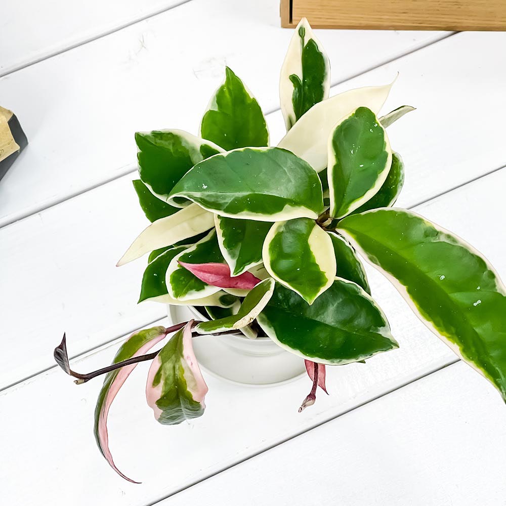 PLANCHU 観葉植物 ホヤ カルノーサ リップカラー 3.5号鉢 受け皿付き 育て方説明書付き Hoya carnosa ‘Lip Color’ ガガイモ サクララン 桜蘭