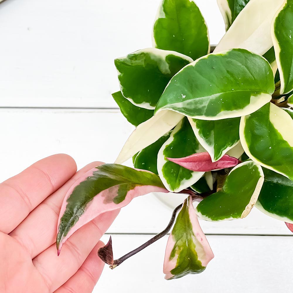 PLANCHU 観葉植物 ホヤ カルノーサ リップカラー 3.5号鉢 受け皿付き 育て方説明書付き Hoya carnosa ‘Lip Color’ ガガイモ サクララン 桜蘭