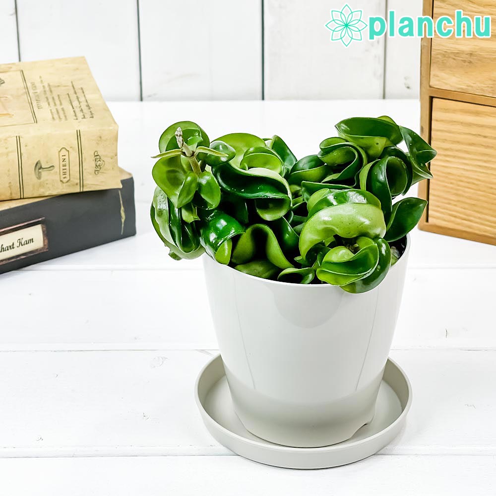 PLANCHU 観葉植物 ホヤ カルノーサ コンパクタ 3.5号鉢 受け皿付き