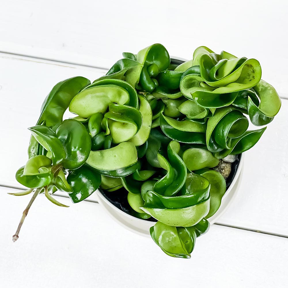 PLANCHU 観葉植物 ホヤ カルノーサ コンパクタ 3.5号鉢 受け皿付き 育て方説明書付き Hoya carnosa ‘Compacta’ ガガイモ サクララン 桜蘭