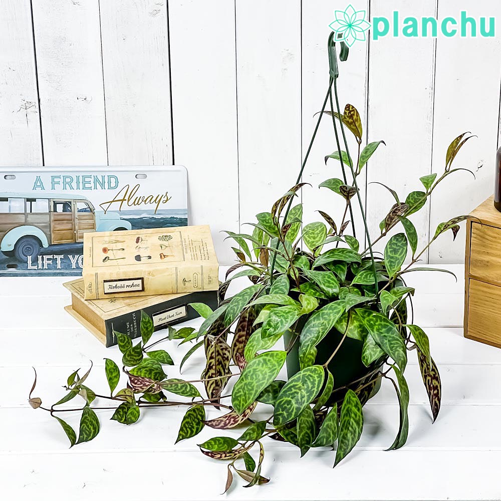 PLANCHU 観葉植物 エスキナンサス マルモラタス 5号吊り鉢 育て方説明