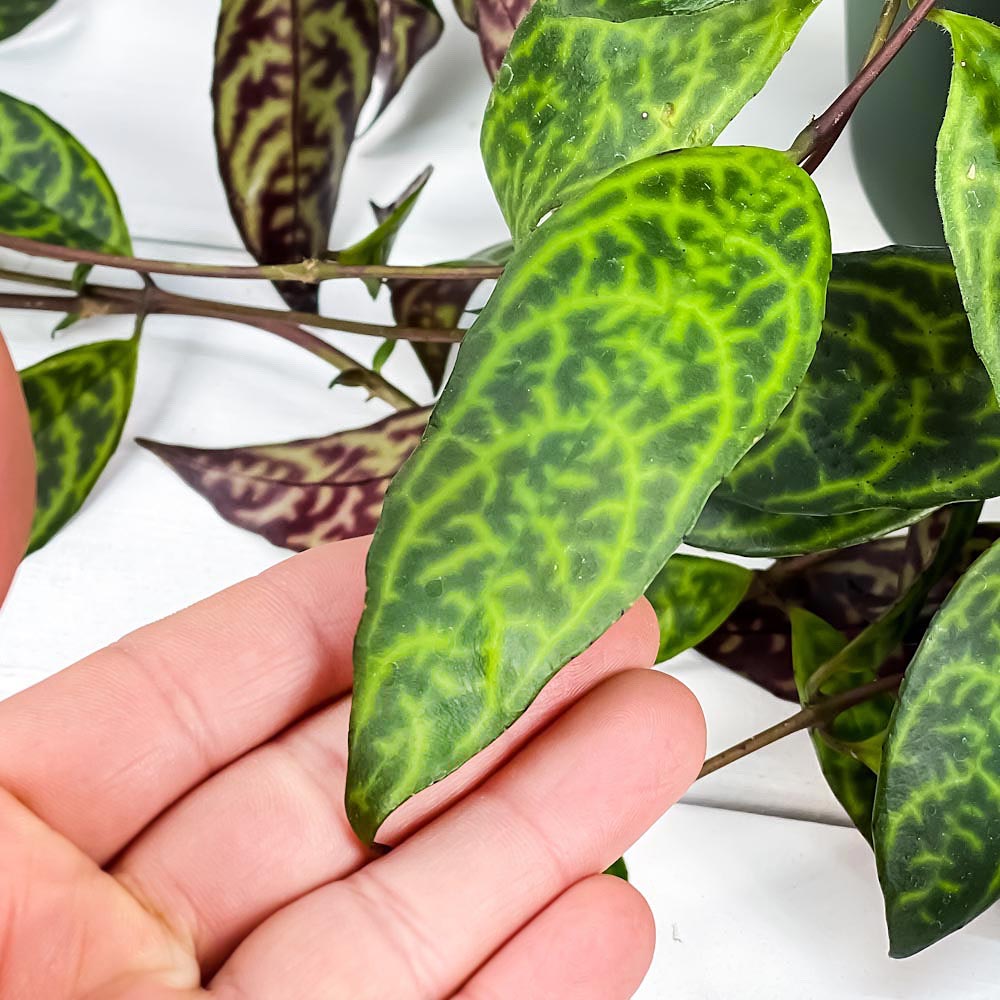 PLANCHU 観葉植物 エスキナンサス マルモラタス 5号吊り鉢 育て方説明書付き Aeschynanthus ‘Marmoratus’