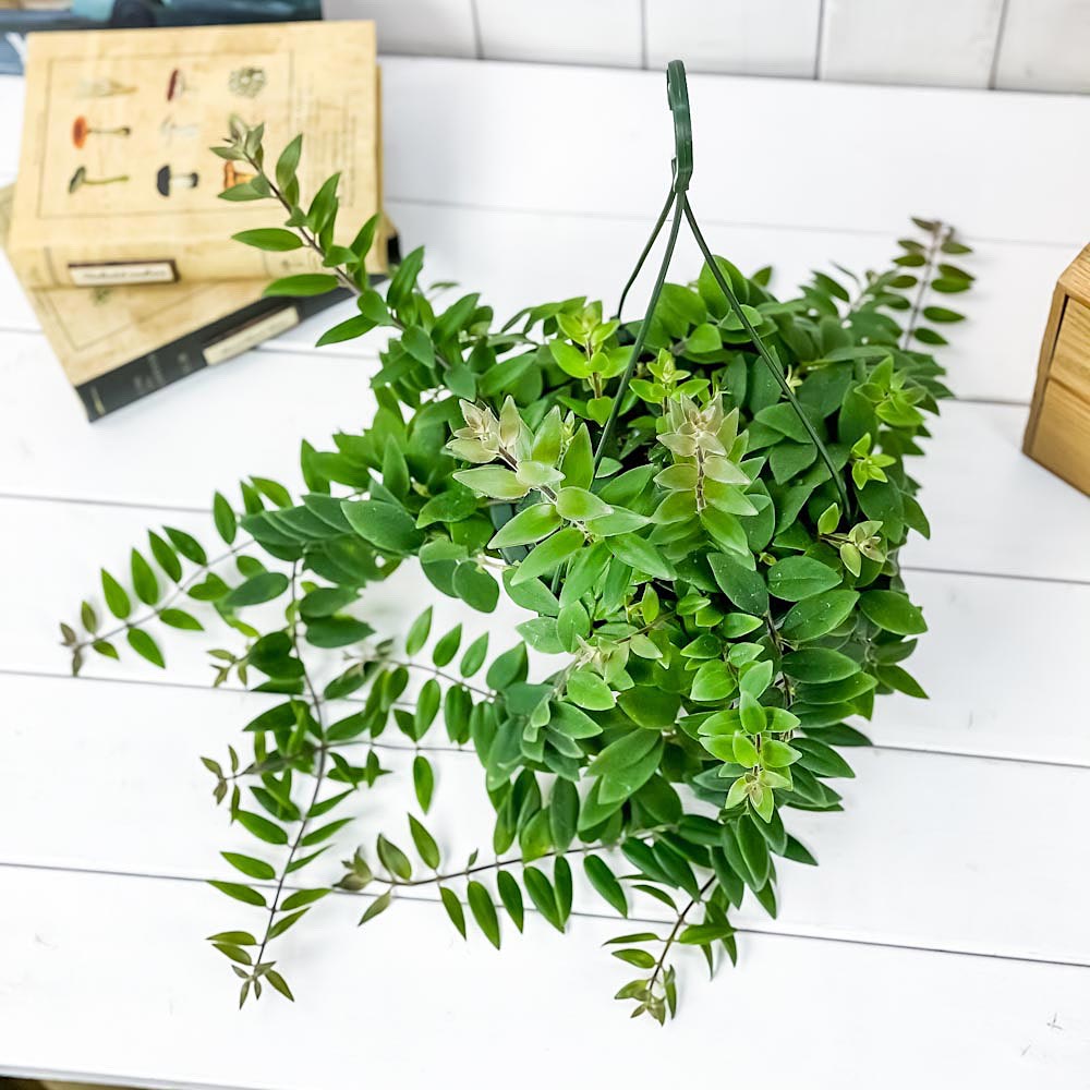 PLANCHU 観葉植物 エスキナンサス ボレロ 5号吊り鉢 育て方説明書付き Aeschynanthus ‘Bolero’