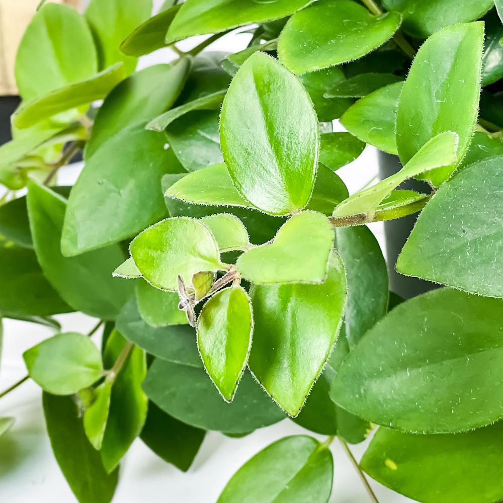 PLANCHU 観葉植物 エスキナンサス テレッサ 5号吊り鉢 育て方説明書付き Aeschynanthus ‘Teresa’