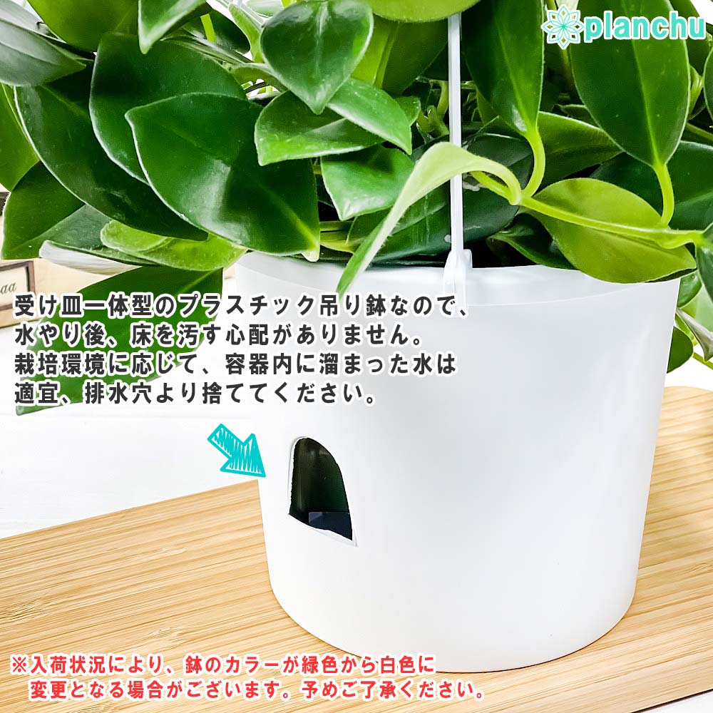 PLANCHU 観葉植物 エスキナンサス テレッサ 5号吊り鉢 育て方説明書付き Aeschynanthus ‘Teresa’
