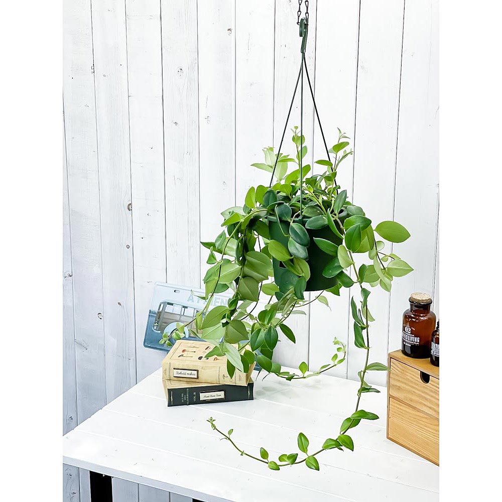 PLANCHU 観葉植物 エスキナンサス ラディカンス 5号吊り鉢 育て方説明書付き Aeschynanthus ‘Radicans’