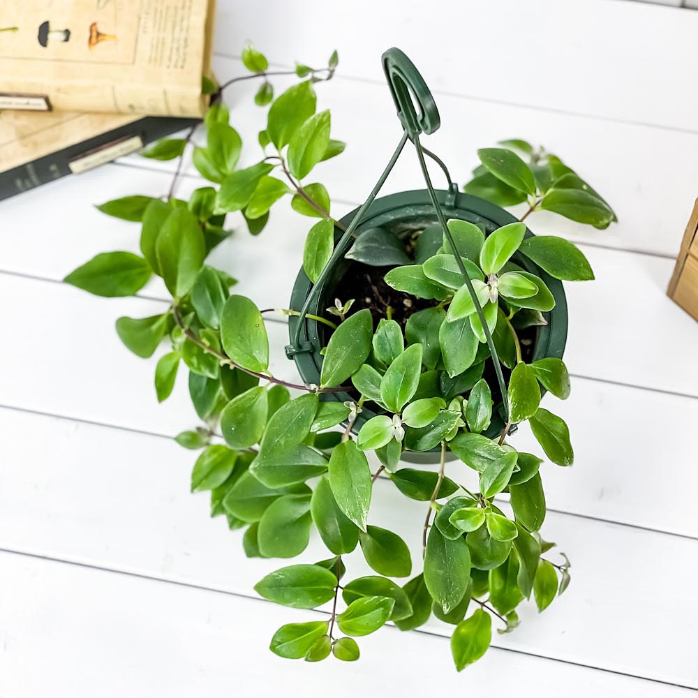 PLANCHU 観葉植物 エスキナンサス ラディカンス 斑入り 5号吊り鉢 育て方説明書付き Aeschynanthus ‘Radicans’