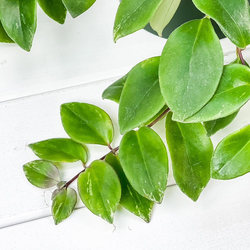 PLANCHU 観葉植物 エスキナンサス ラディカンス 斑入り 5号吊り鉢 育て方説明書付き Aeschynanthus ‘Radicans’