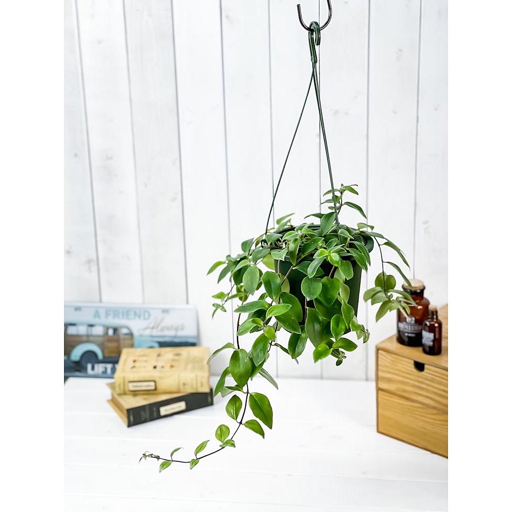 PLANCHU 観葉植物 エスキナンサス ラディカンス 斑入り 5号吊り鉢 育て方説明書付き Aeschynanthus ‘Radicans’