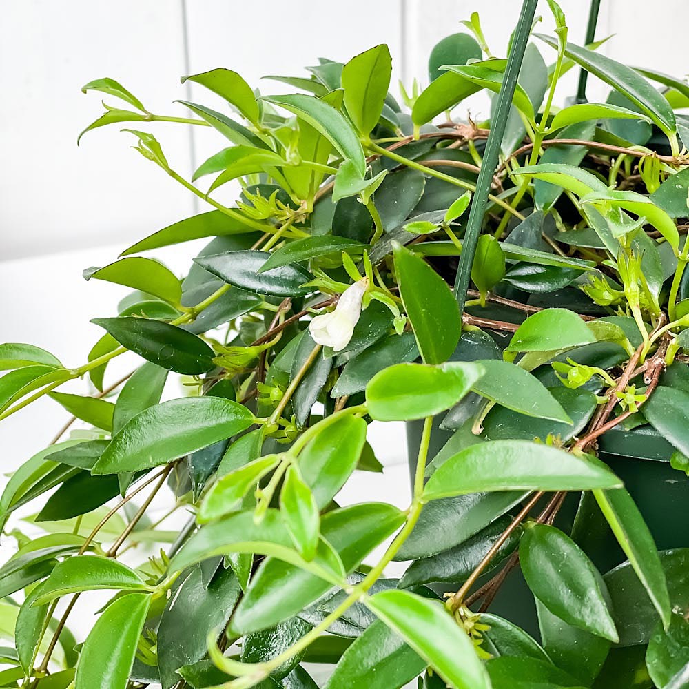 PLANCHU 観葉植物 コドナンテ クラシフォリア 5号吊り鉢 育て方説明書付き Codonanthe crassifolia エスキナンサス