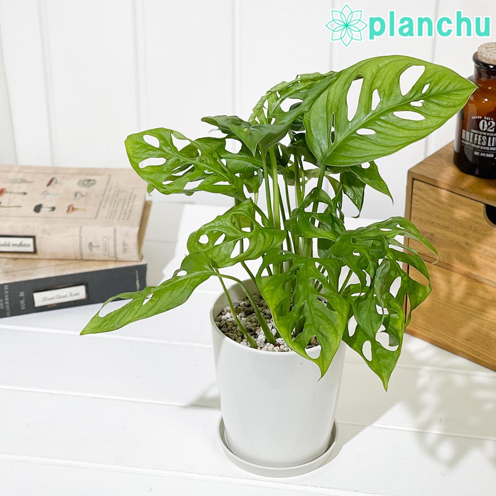 PLANCHU 観葉植物 マドカズラ モンステラ フリードリヒスターリー 4号鉢 受け皿付き 育て方説明書付き Monstera friedrichsthalii アロイド