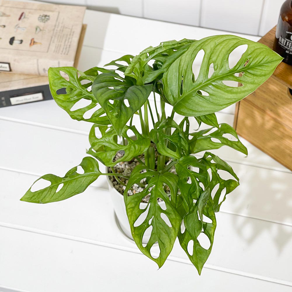 PLANCHU 観葉植物 マドカズラ モンステラ フリードリヒスターリー 4号鉢 受け皿付き 育て方説明書付き Monstera friedrichsthalii アロイド