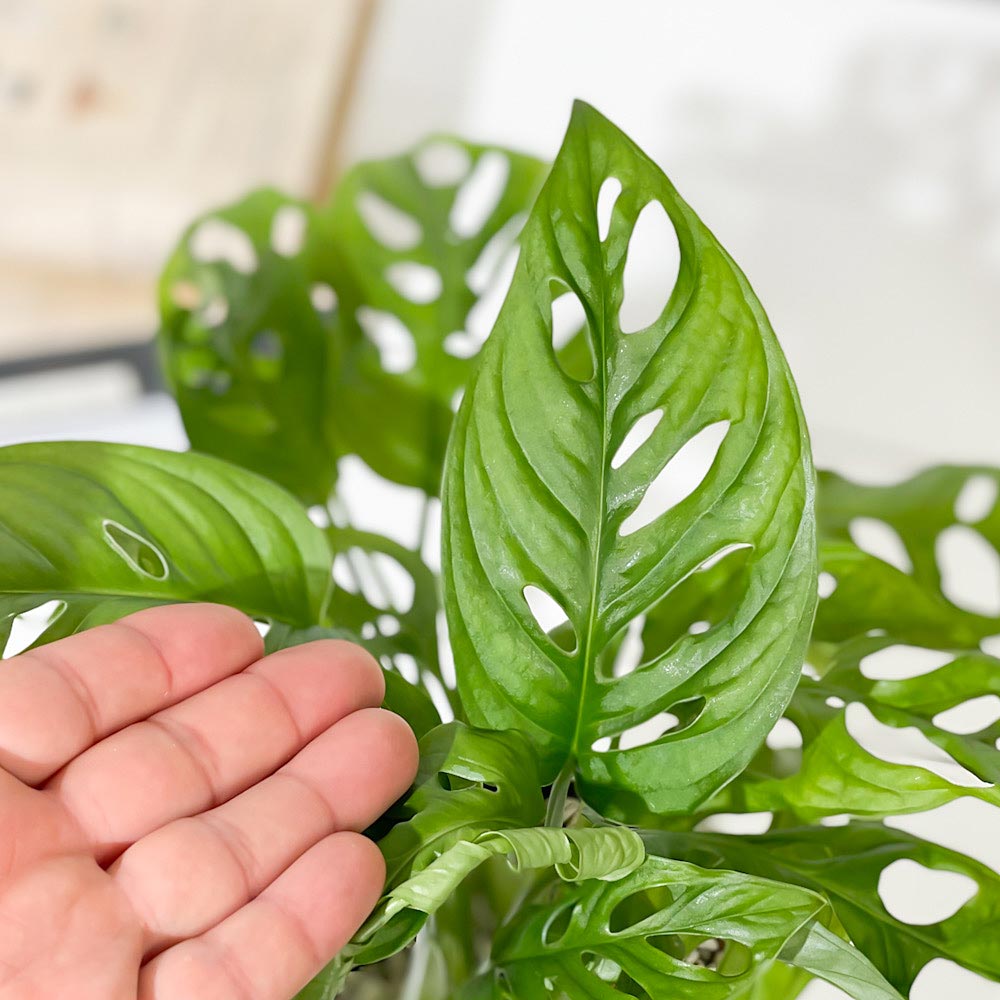 PLANCHU 観葉植物 マドカズラ モンステラ フリードリヒスターリー 4号鉢 受け皿付き 育て方説明書付き Monstera friedrichsthalii アロイド