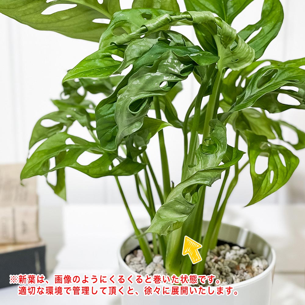 PLANCHU 観葉植物 マドカズラ モンステラ フリードリヒスターリー 4号鉢 受け皿付き 育て方説明書付き Monstera friedrichsthalii アロイド