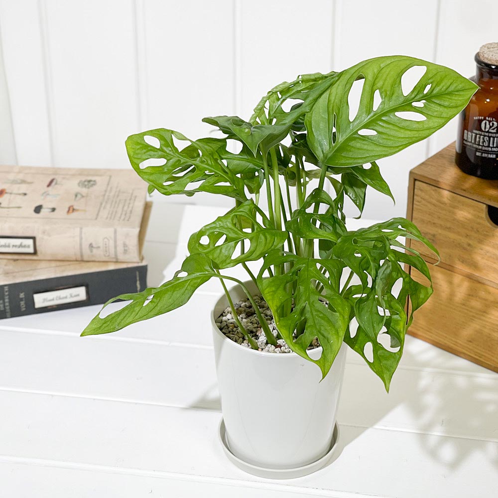 PLANCHU 観葉植物 マドカズラ モンステラ フリードリヒスターリー 4号鉢 受け皿付き 育て方説明書付き Monstera friedrichsthalii アロイド