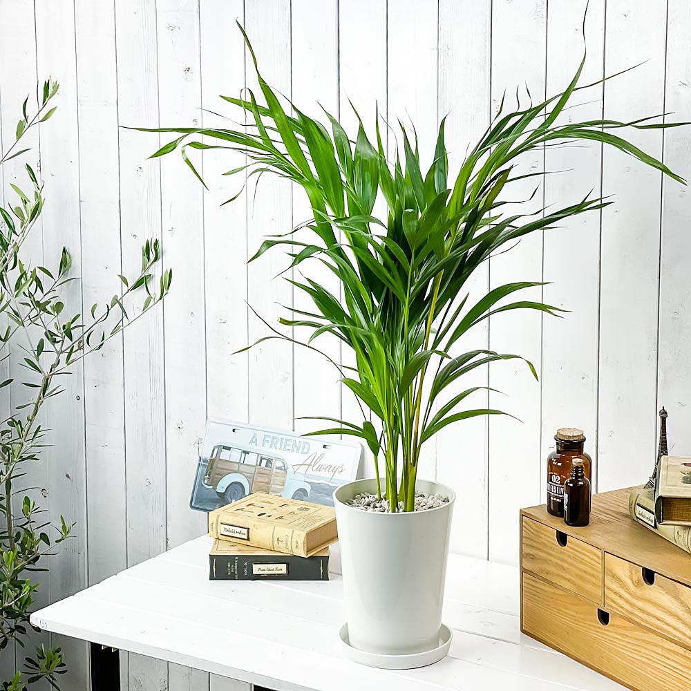 PLANCHU 観葉植物 アレカヤシ 6号鉢 受け皿付き 育て方説明書付き Dypsis lutescens ディプシス ヤシ コガネタケヤシ ヤマドリヤシ