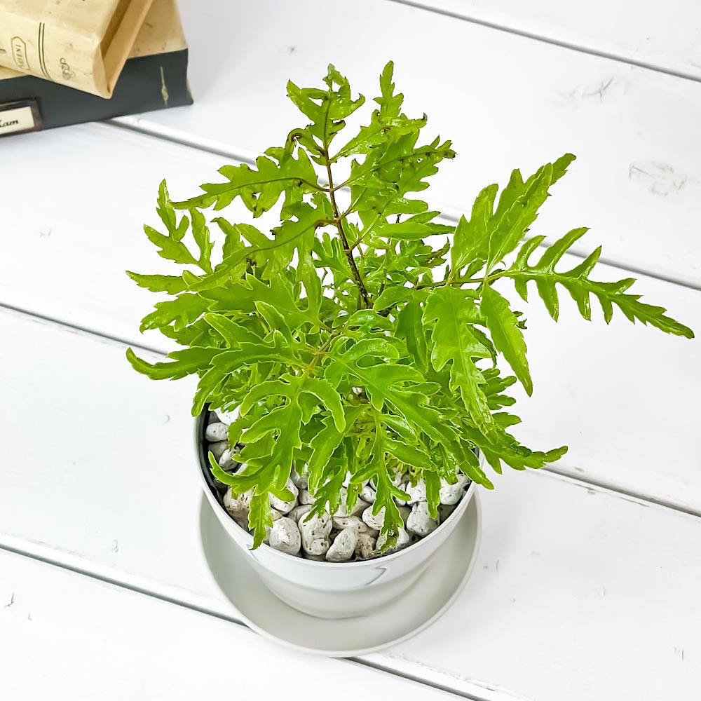 PLANCHU 観葉植物 ポリシャス フィリシフォリア 3.5号鉢 受け皿付き 育て方説明書付き Polyscias filicifolia
