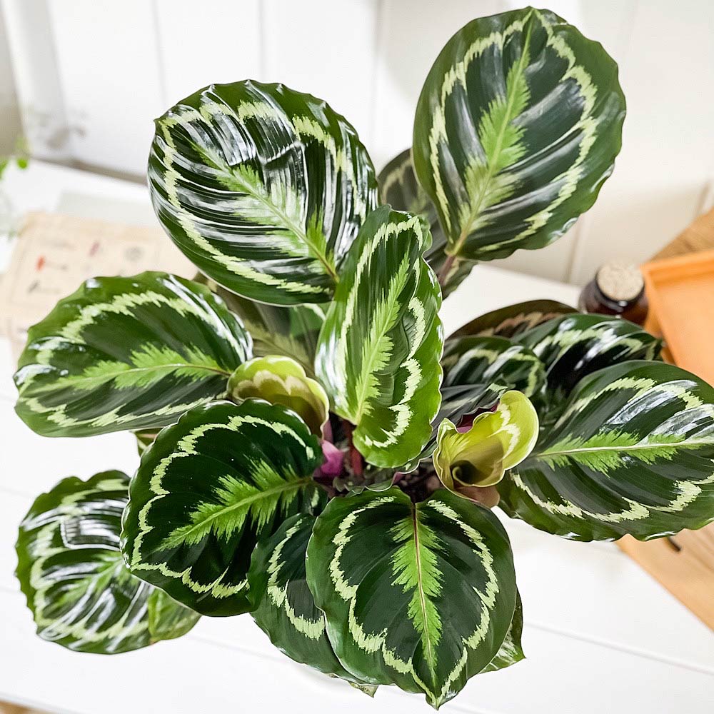 PLANCHU 観葉植物 カラテア メダリオン 6号鉢 受け皿付き 育て方説明書付き Calathea ‘Medallion’
