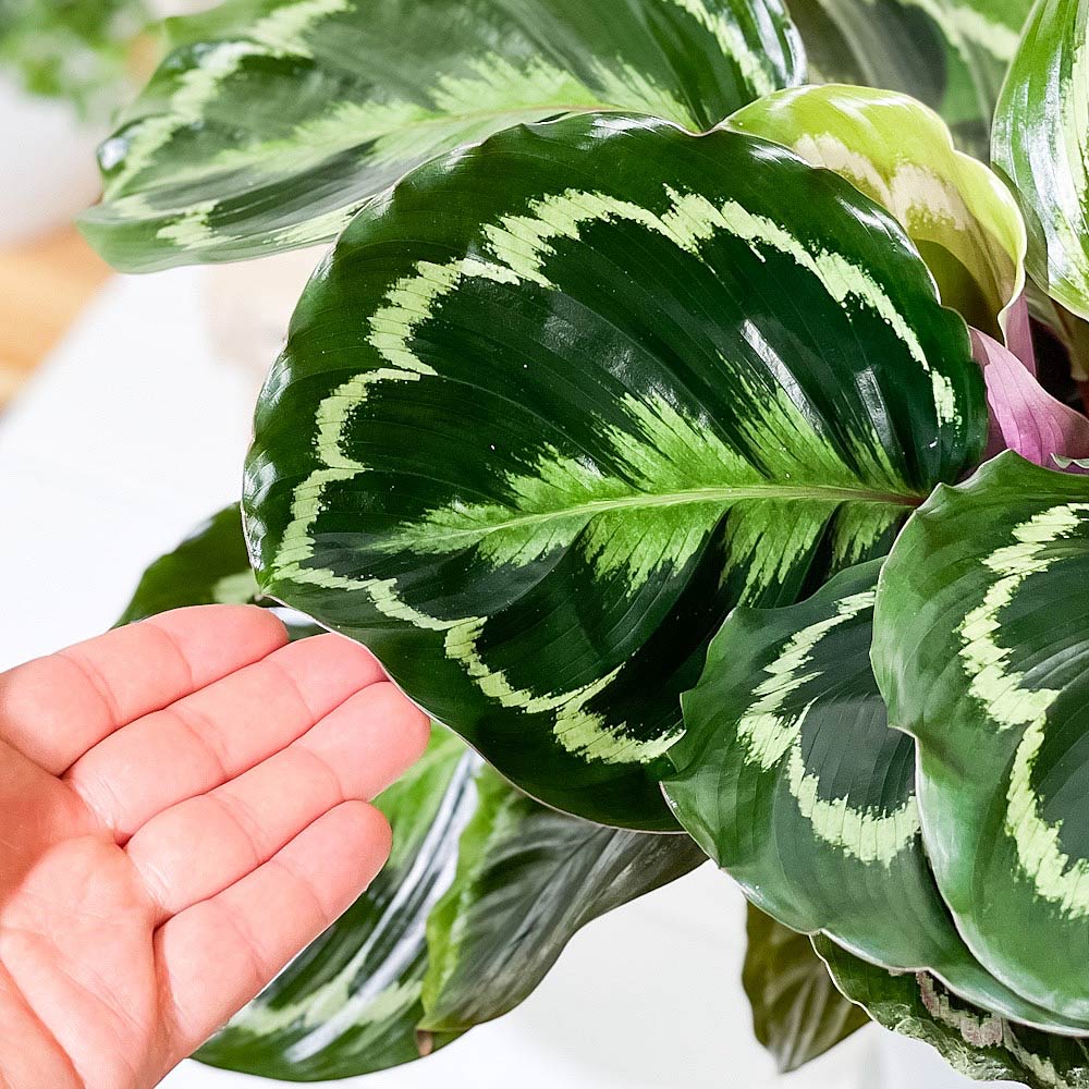 PLANCHU 観葉植物 カラテア メダリオン 6号鉢 受け皿付き 育て方説明書付き Calathea ‘Medallion’