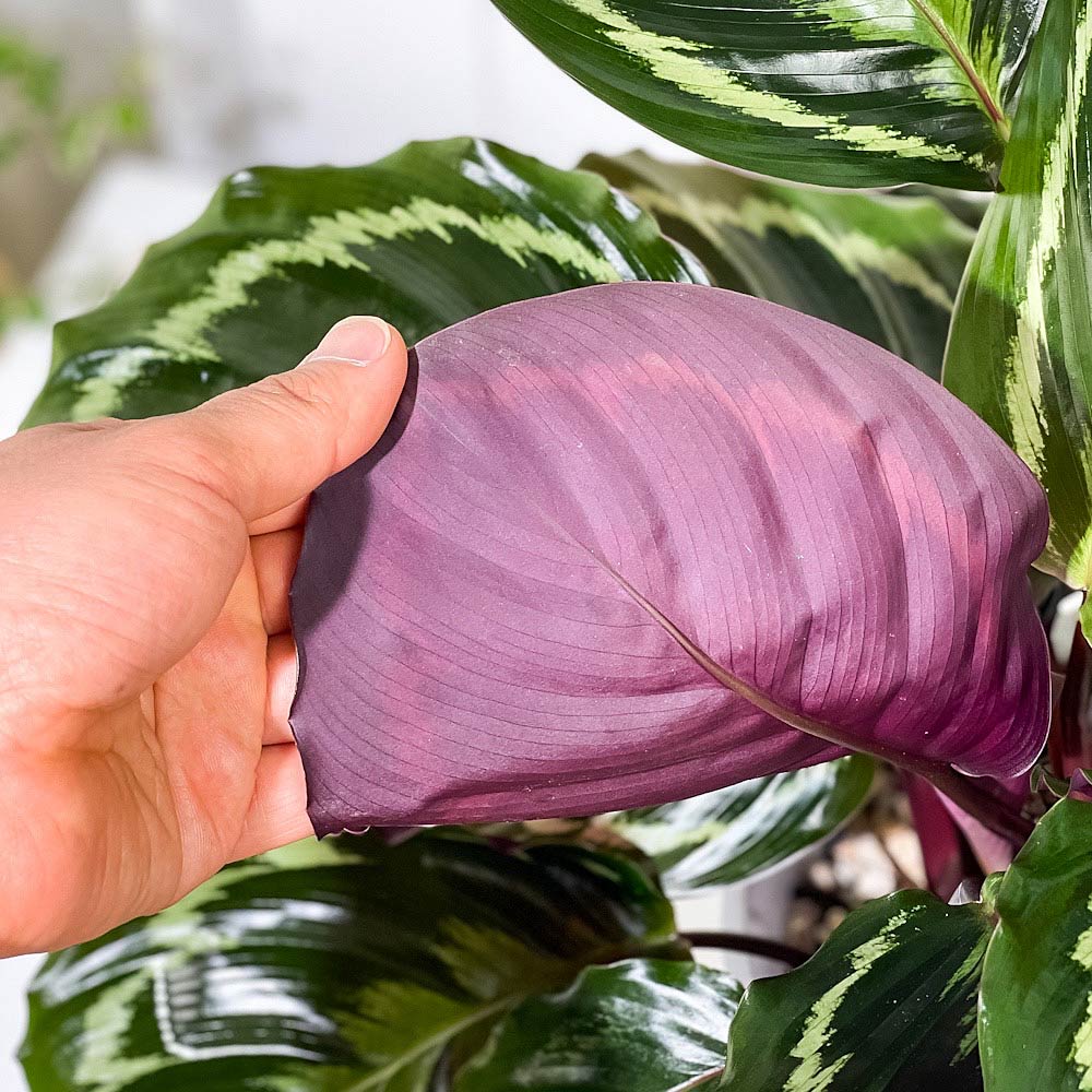 PLANCHU 観葉植物 カラテア メダリオン 6号鉢 受け皿付き 育て方説明書付き Calathea ‘Medallion’
