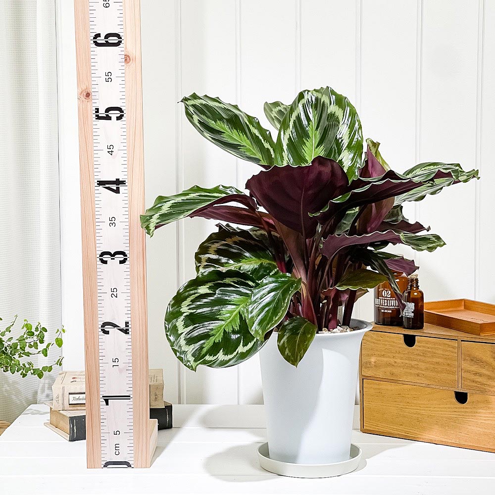 PLANCHU 観葉植物 カラテア メダリオン 6号鉢 受け皿付き 育て方説明書付き Calathea ‘Medallion’