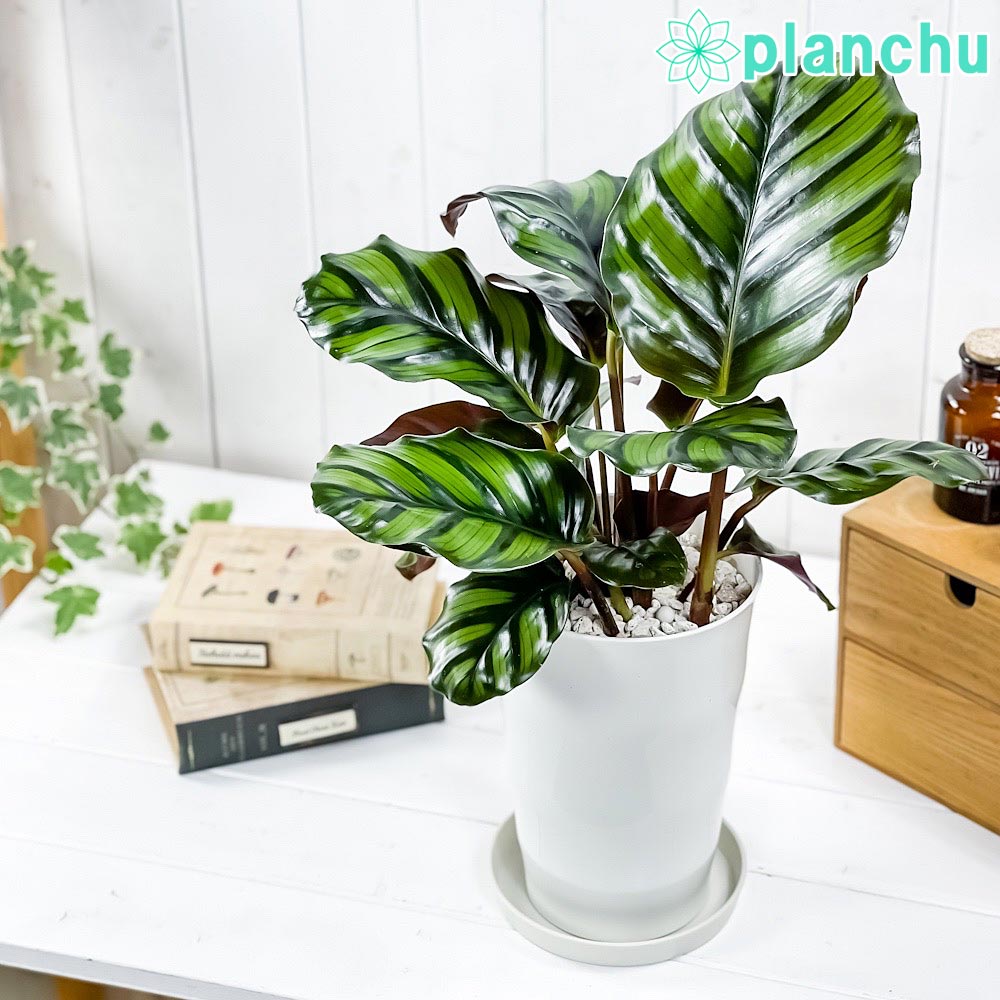 PLANCHU 観葉植物 カラテア ファシアータ 6号鉢 受け皿付き 育て方説明書付き Calathea fasciata