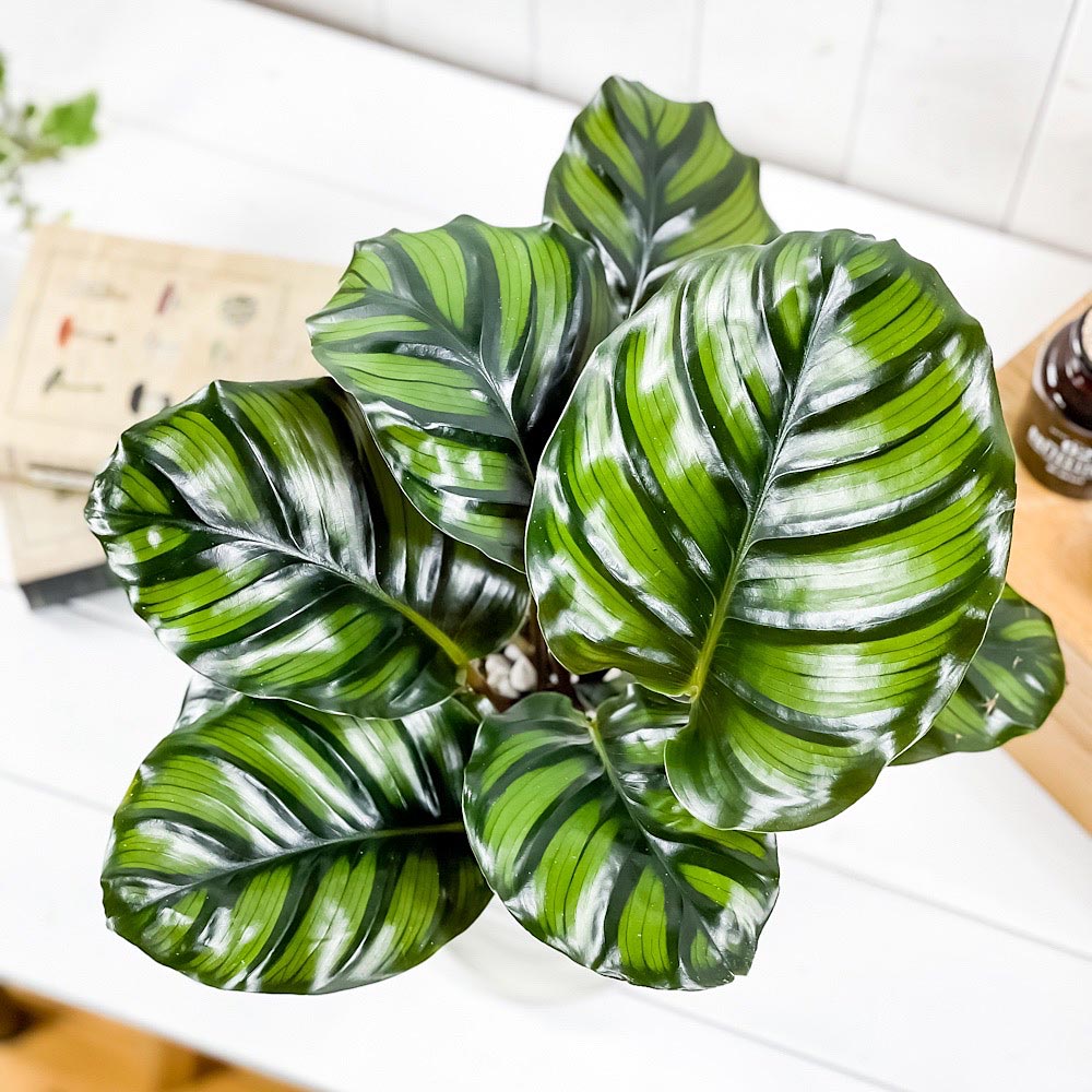 PLANCHU 観葉植物 カラテア ファシアータ 6号鉢 受け皿付き 育て方説明書付き Calathea fasciata