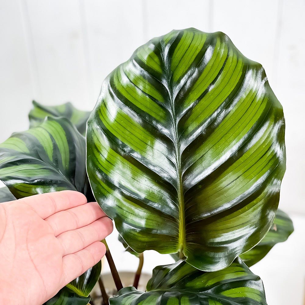 PLANCHU 観葉植物 カラテア ファシアータ 6号鉢 受け皿付き 育て方説明書付き Calathea fasciata