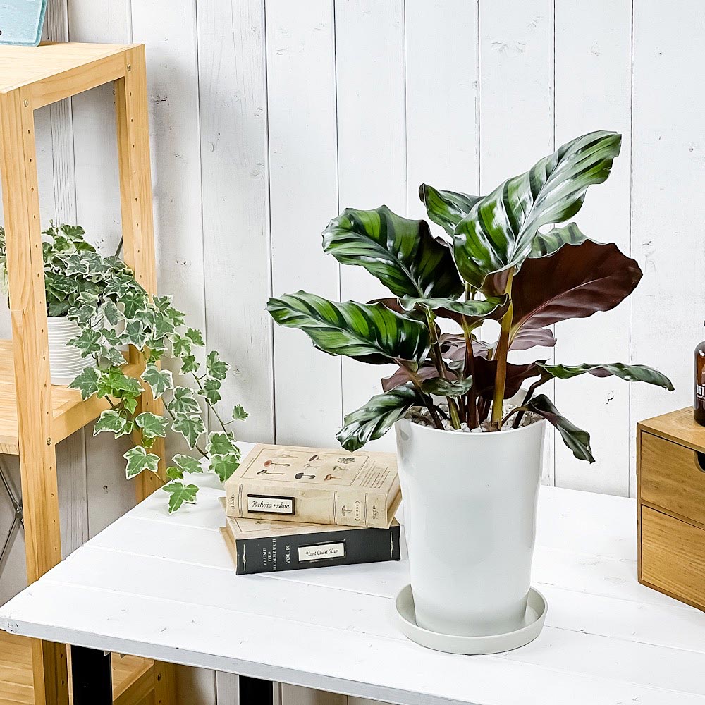 PLANCHU 観葉植物 カラテア ファシアータ 6号鉢 受け皿付き 育て方説明書付き Calathea fasciata