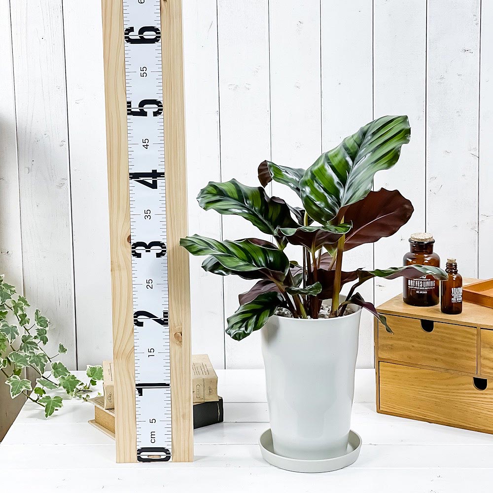 PLANCHU 観葉植物 カラテア ファシアータ 6号鉢 受け皿付き 育て方説明書付き Calathea fasciata