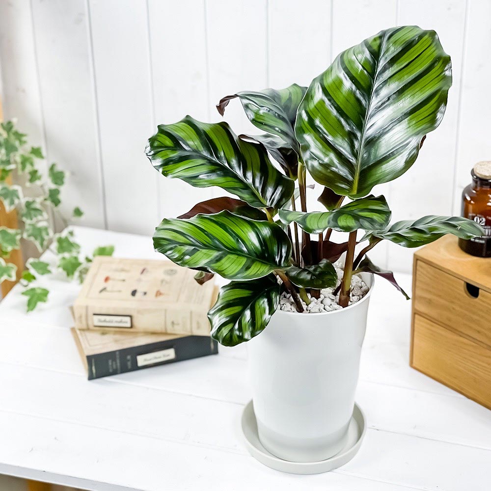 PLANCHU 観葉植物 カラテア ファシアータ 6号鉢 受け皿付き 育て方説明書付き Calathea fasciata