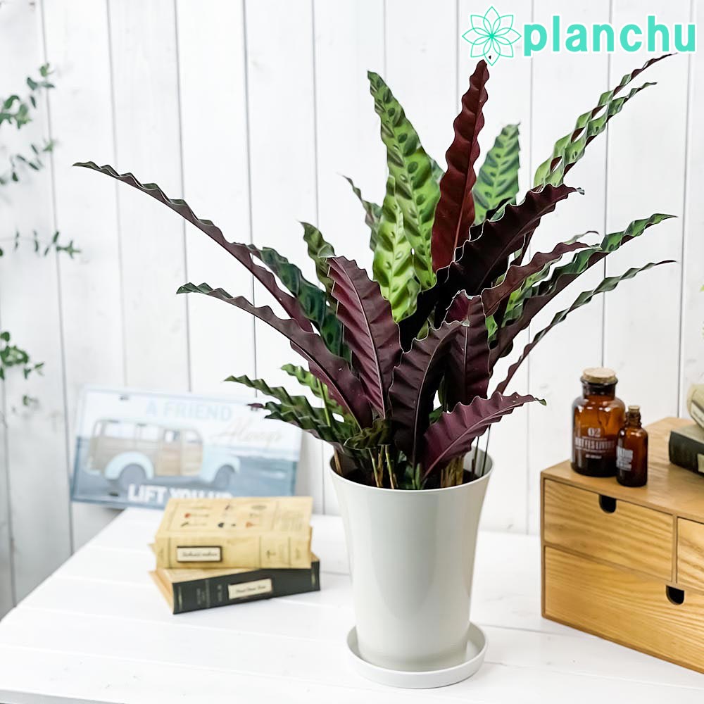 PLANCHU 観葉植物 カラテア ランキフォリア 6号鉢 受け皿付き 育て方説明書付き Calathea lancifolia インシグニス ランシフォリア