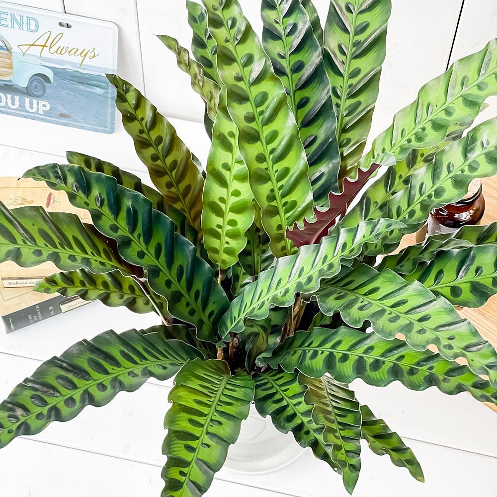 PLANCHU 観葉植物 カラテア ランキフォリア 6号鉢 受け皿付き 育て方説明書付き Calathea lancifolia インシグニス ランシフォリア