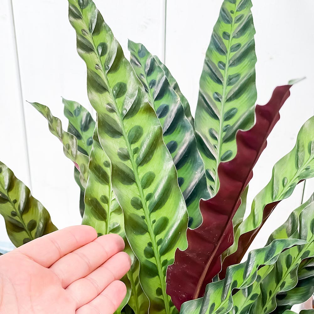 PLANCHU 観葉植物 カラテア ランキフォリア 6号鉢 受け皿付き 育て方説明書付き Calathea lancifolia インシグニス ランシフォリア