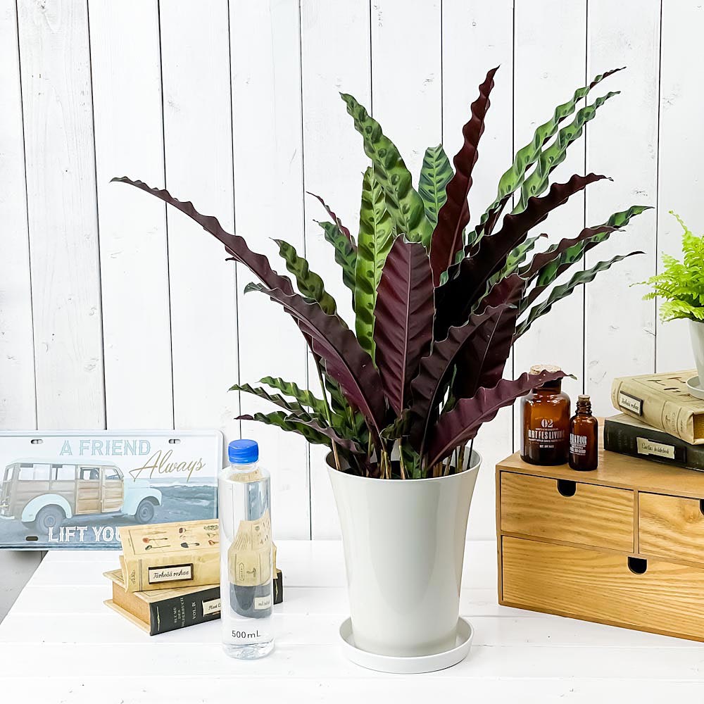 PLANCHU 観葉植物 カラテア ランキフォリア 6号鉢 受け皿付き 育て方説明書付き Calathea lancifolia インシグニス ランシフォリア