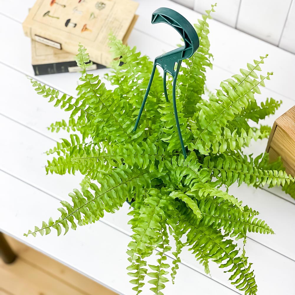 PLANCHU 観葉植物 ネフロレピス ツデー 5号吊り鉢 育て方説明書付き Nephrolepis exaltata ‘Teddy Junior’ シダ ボストンファーン ボストンファン