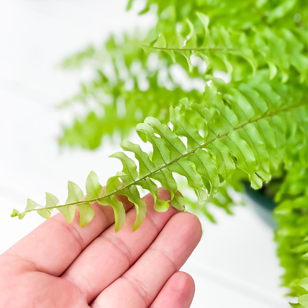 PLANCHU 観葉植物 ネフロレピス ツデー 5号吊り鉢 育て方説明書付き Nephrolepis exaltata ‘Teddy Junior’ シダ ボストンファーン ボストンファン