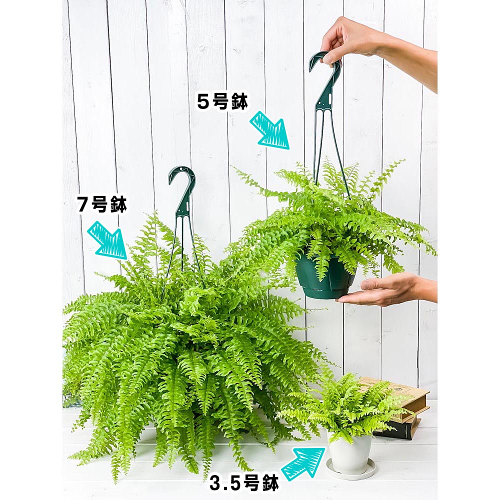 PLANCHU 観葉植物 ネフロレピス ツデー 5号吊り鉢 育て方説明書付き Nephrolepis exaltata ‘Teddy Junior’ シダ ボストンファーン ボストンファン