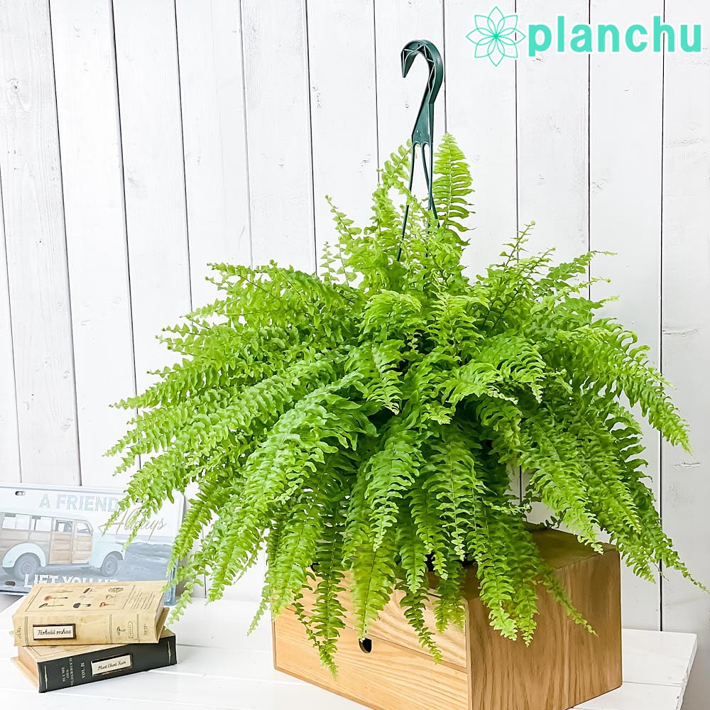 PLANCHU 観葉植物 ネフロレピス ツデー 7号吊り鉢 育て方説明書付き Nephrolepis exaltata ‘Teddy Junior’ シダ ボストンファーン ボストンファン
