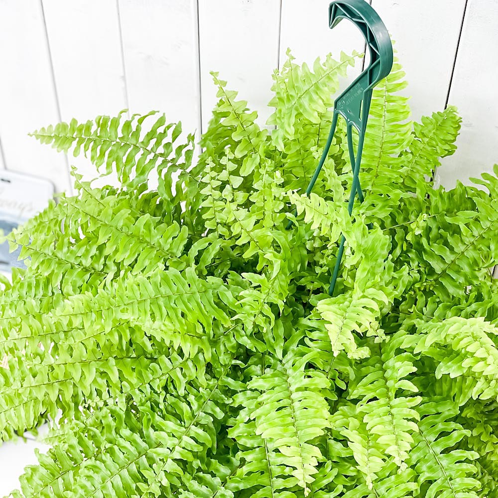 PLANCHU 観葉植物 ネフロレピス ツデー 7号吊り鉢 育て方説明書付き Nephrolepis exaltata ‘Teddy Junior’ シダ ボストンファーン ボストンファン