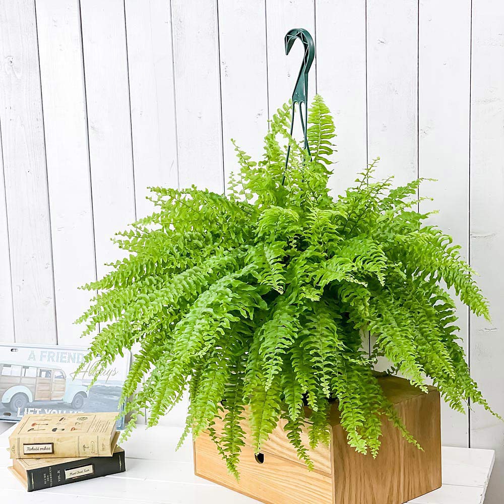 PLANCHU 観葉植物 ネフロレピス ツデー 7号吊り鉢 育て方説明書付き Nephrolepis exaltata ‘Teddy Junior’ ボストンファーン ボストンファン シダ植物