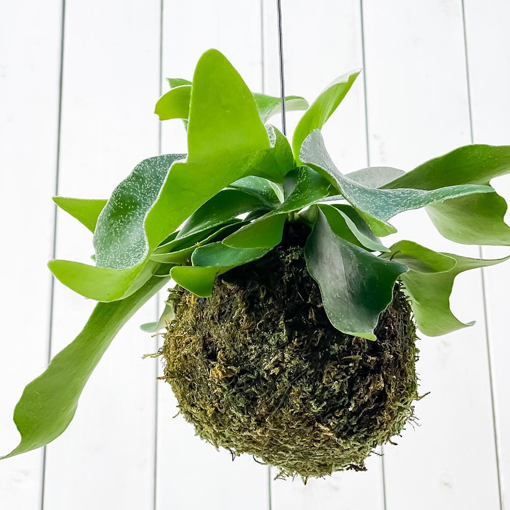 PLANCHU 観葉植物 苔玉 ビカクシダ ネザーランズ Lサイズ 1個 育て方説明書付き Platycerium プラティケリウム コウモリラン シダ コケダマ 吊り下げ